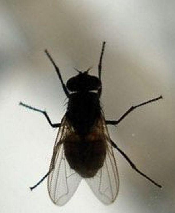 Довольно жужжать