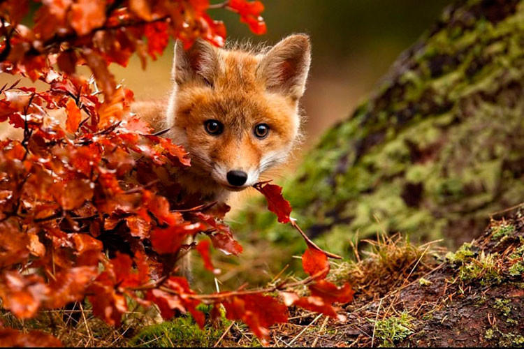 ОТДЫХ В ПАРКЕ