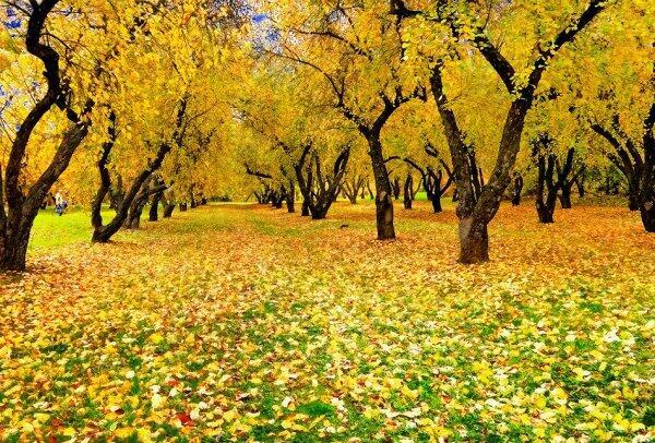 Осень,шепот листвы, пожелтевшие листья  опали