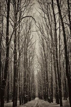 Черные деревья на белом снегу