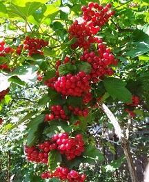 Рубин калины красной