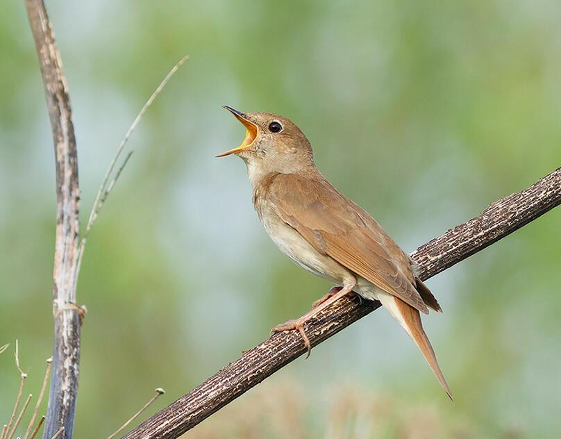 Чудная песня