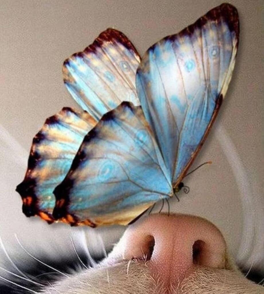 Повелитель бабочек