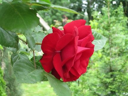 Песня Пьеро