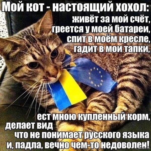 Мой кот - Украина