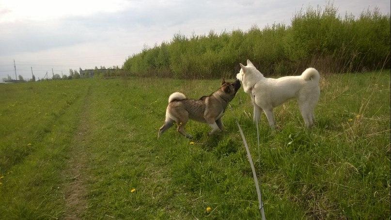 Американская Акита