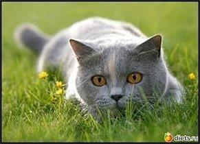 Котенька-коток