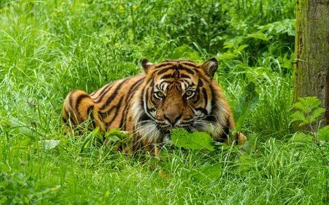 29  июля - Международный  год  Тигра?