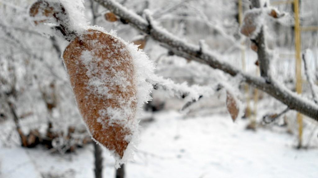 Кружится снег января.