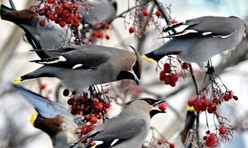 В МОЁМ САДУ