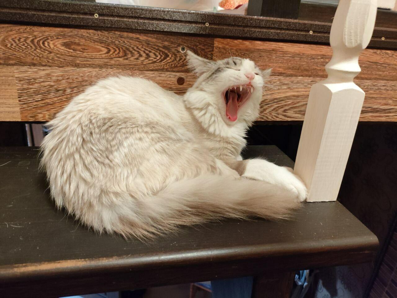 Про март и котиков -3