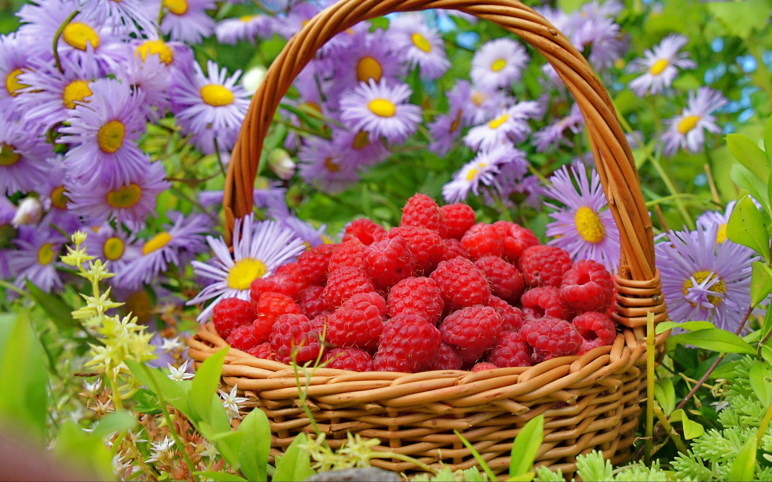Летние картинки на рабочий. Корзина с ягодами. Ягоды летом. Лето ягоды цветы. Красивые ягоды.