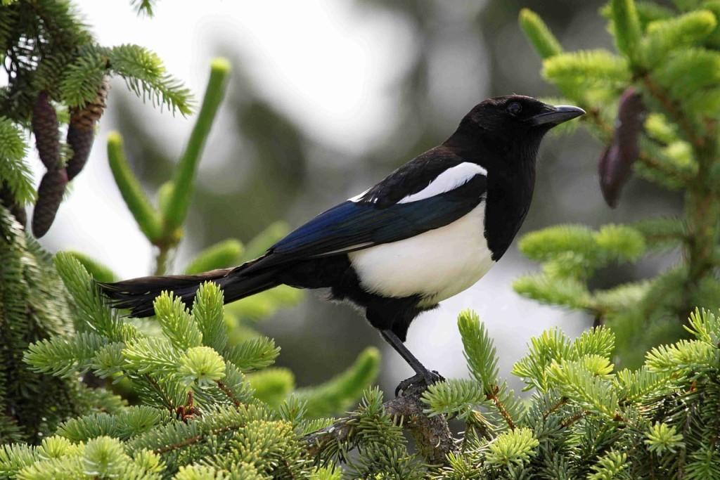 Села сорока