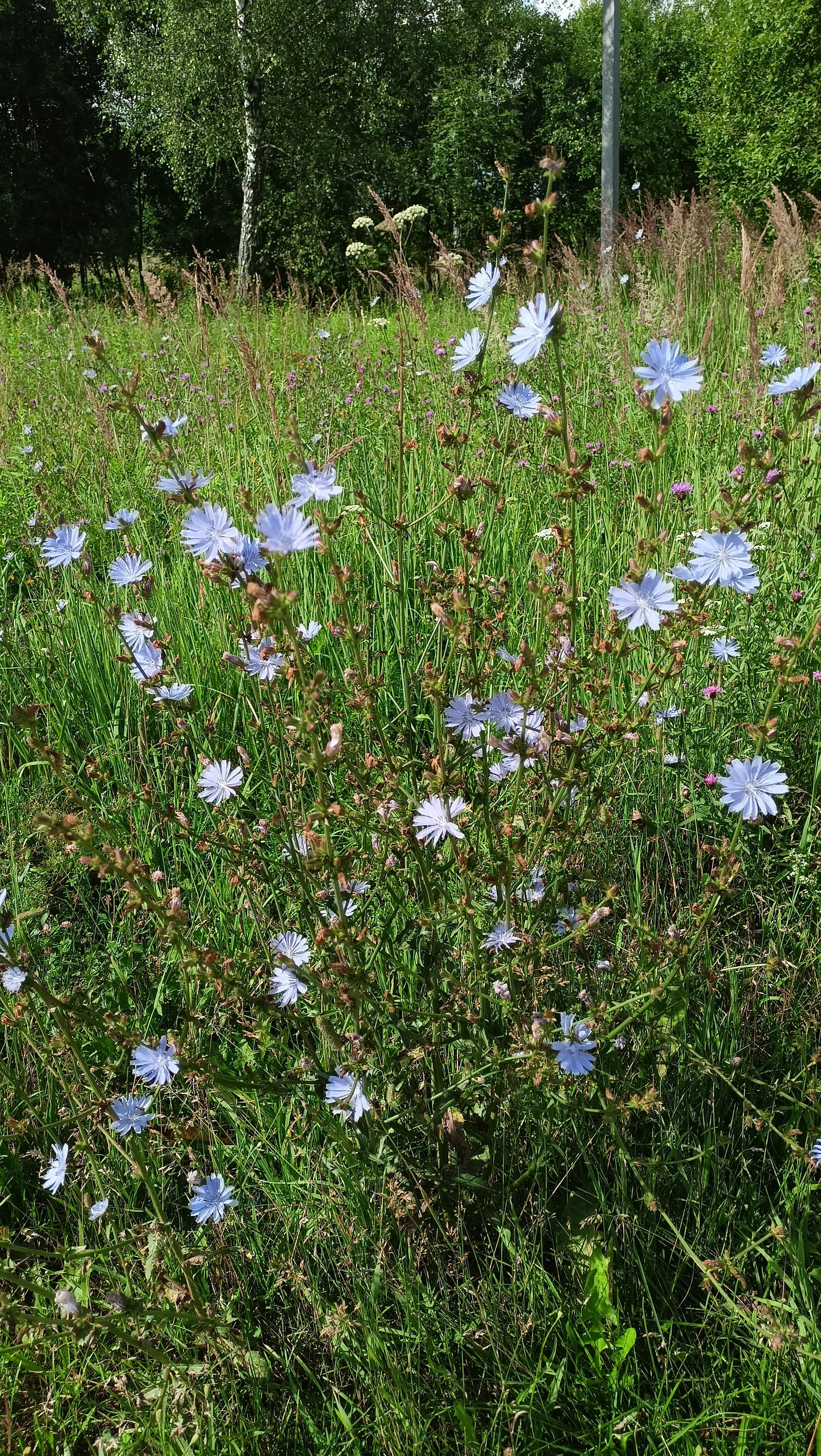 Какие тебе светят фонари?