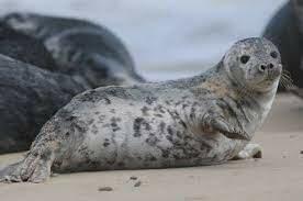 ТЕВЯК. АЛФАВИТ ДЕТСКИЙ. БУКВА «Т».