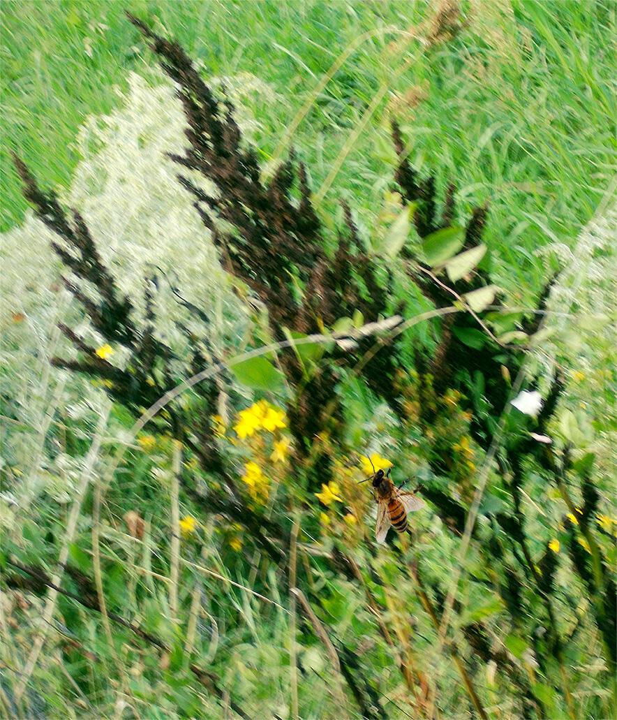 До тыбэ, диду Прохор,