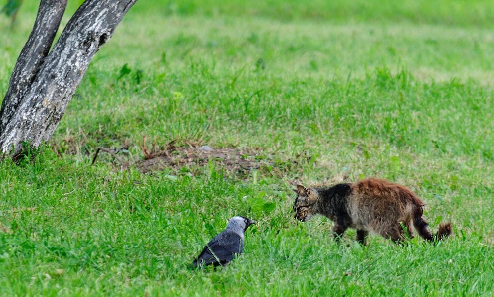 Неудачная охота