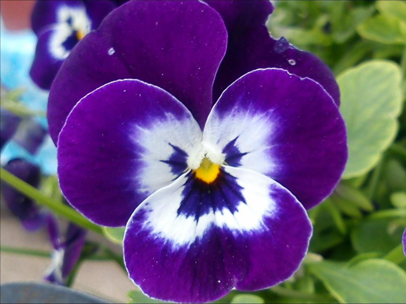 Притчи, глава 18 - перевод с иврита