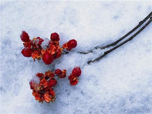 Смерть снегиря