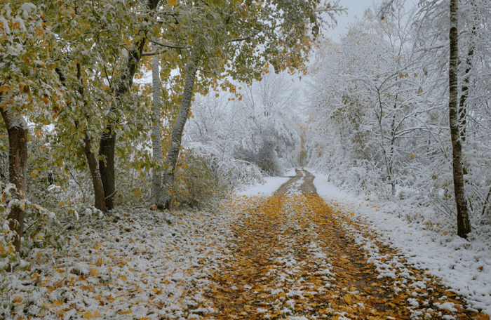 Ноябрьский первый снег