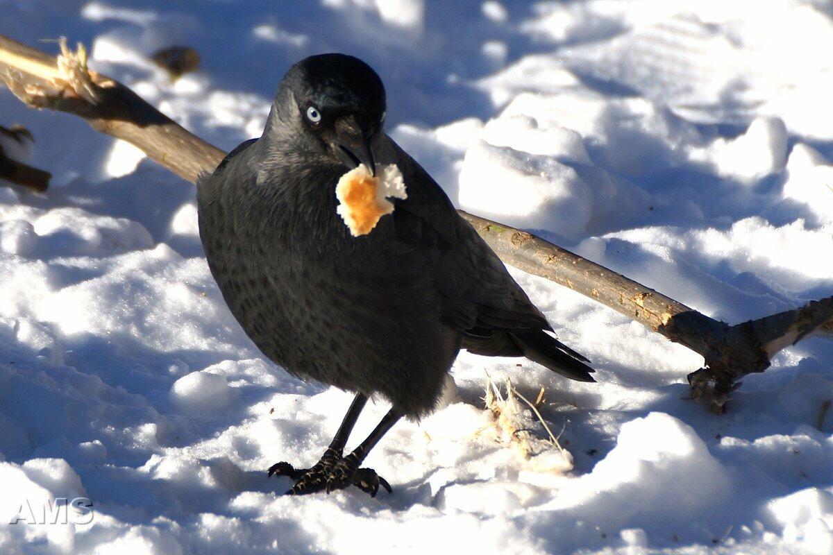 Про  декабрь и  птиц   галок  