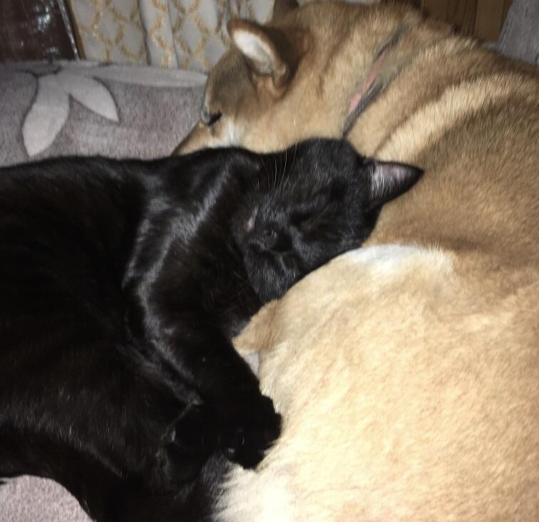 Котофей