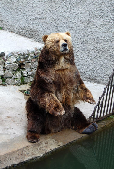 Медведь. Стихи к фотографиям