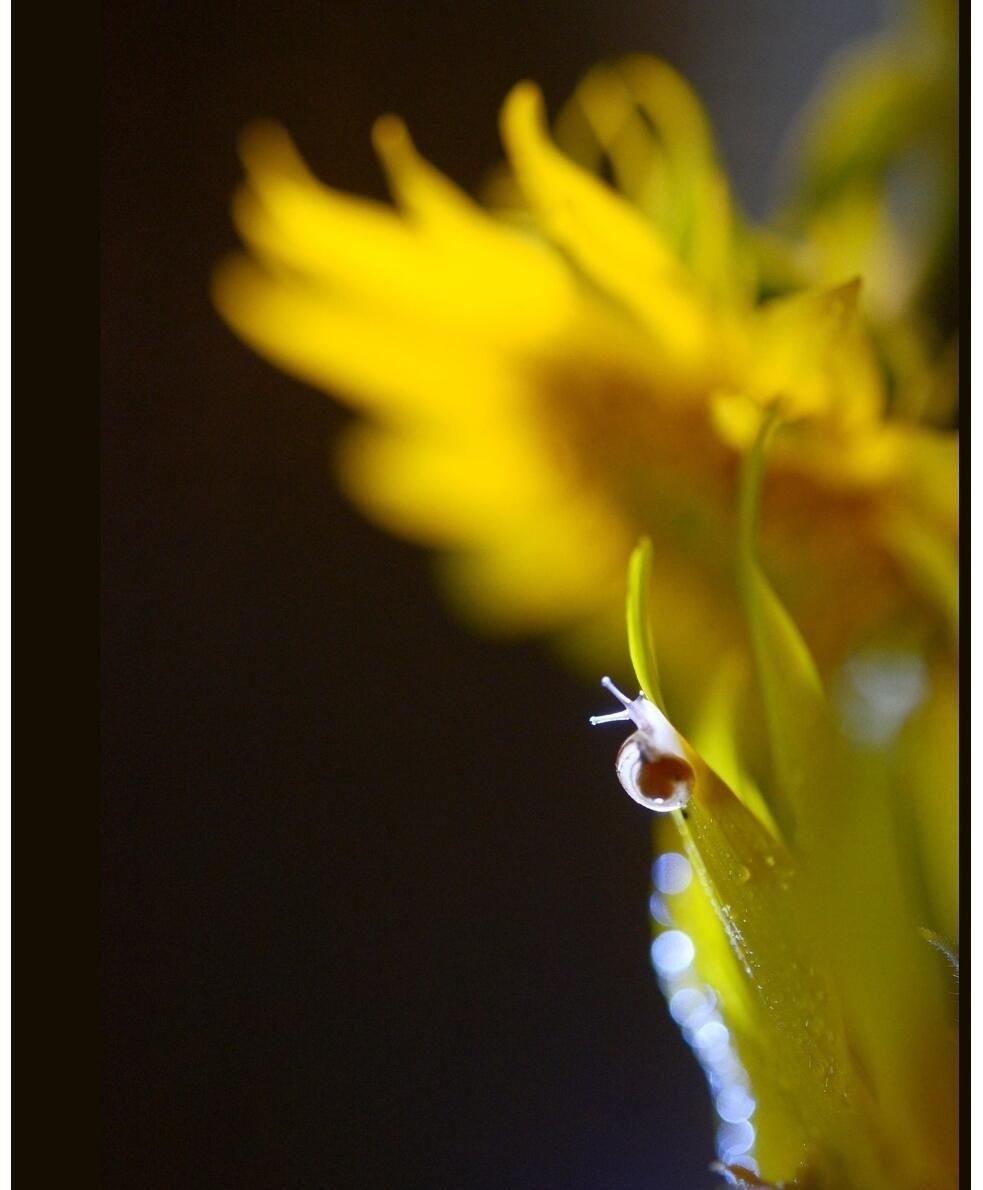 55 Лохматое солнышко 