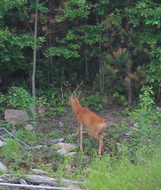 ЛЕТО ПОСТУЧАЛОСЬ ВДРУГ !