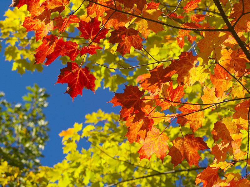 Пряный аромат опавших листьев