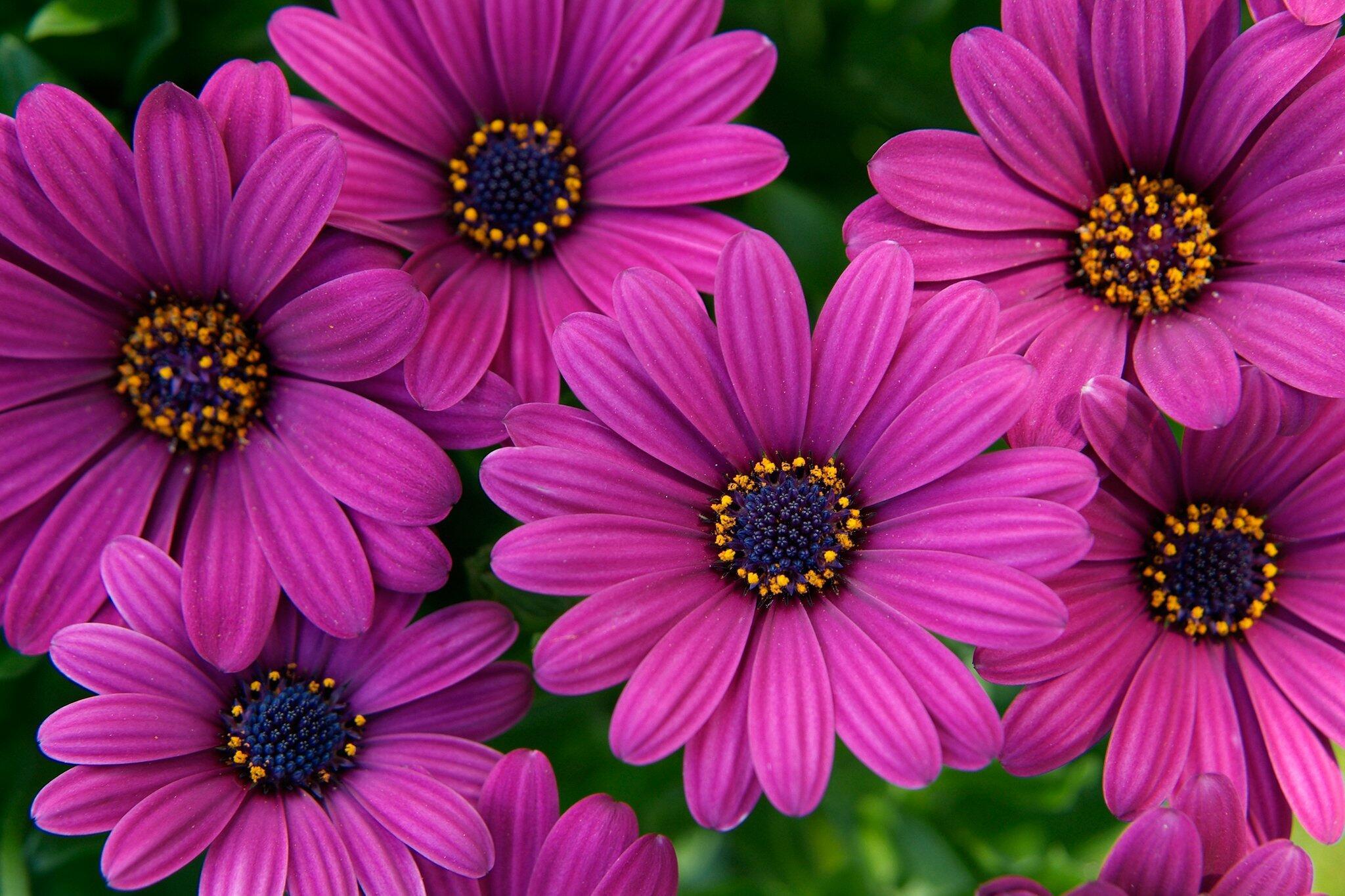 Osteospermum цветок