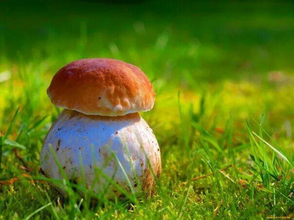 Шагается легко!..