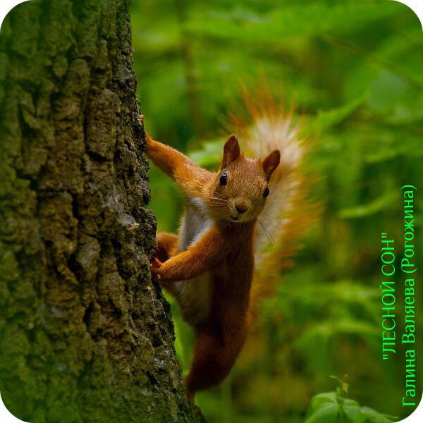 РЫЖИЙ ПЫЖИК