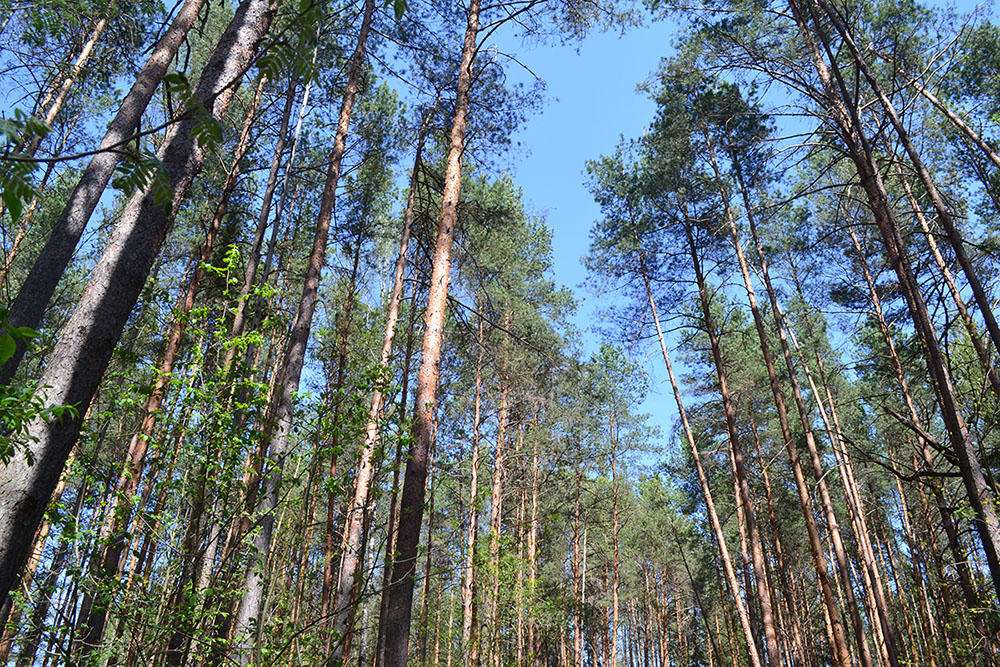 Верхушки сосен