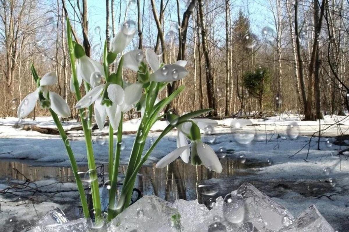 "Накануне весны"
