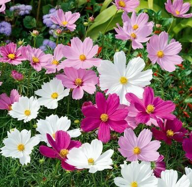 Квартет "Космея"