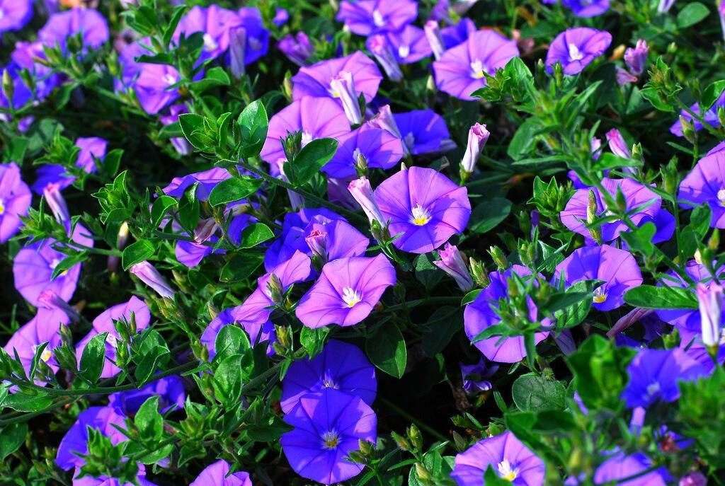 Никифора Вьюна 15 июня