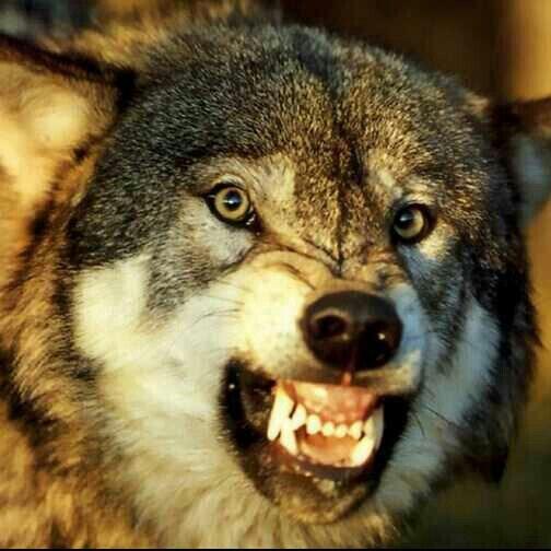 НЕ ВОЛКОМ ВЫТЬ