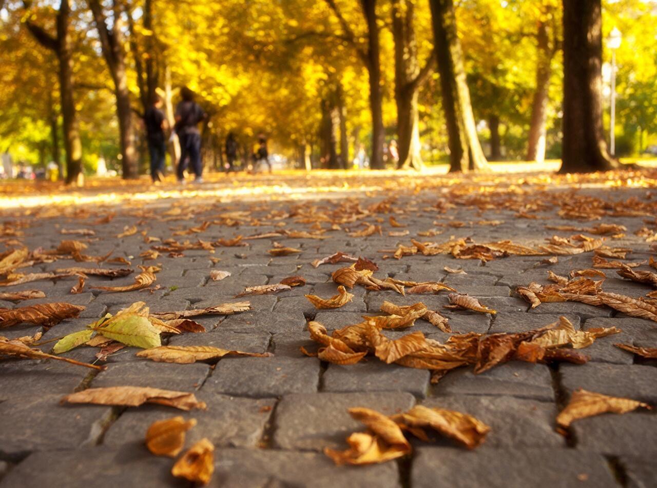 Под ногами листья