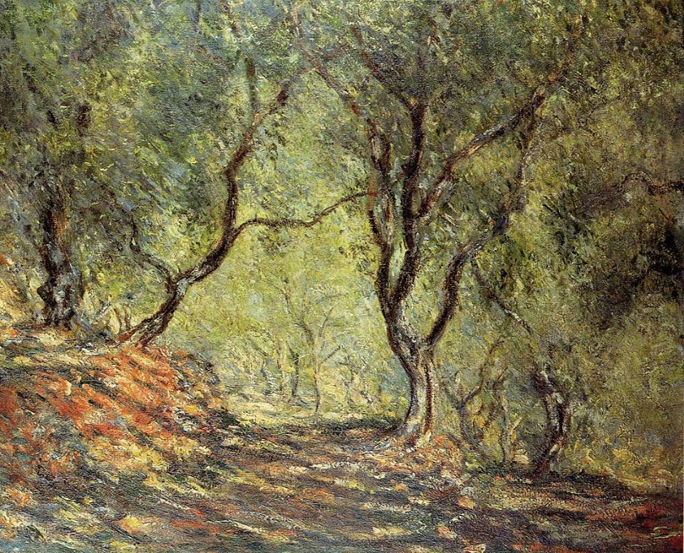 тенистый оливковый сад 