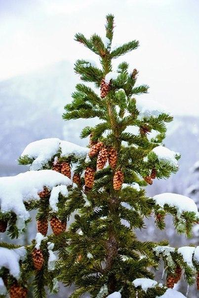 "Срубленная Ёлочка"