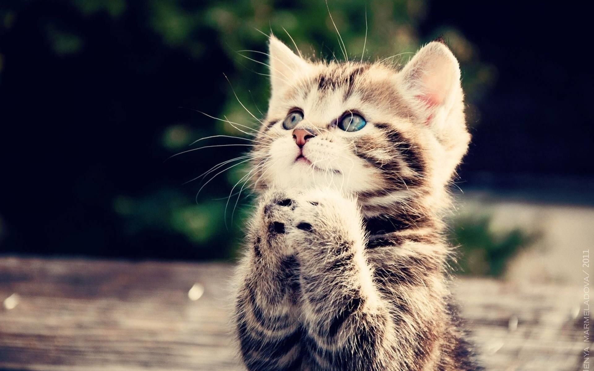 КЫС-БРЫСЬ-МЯУ!