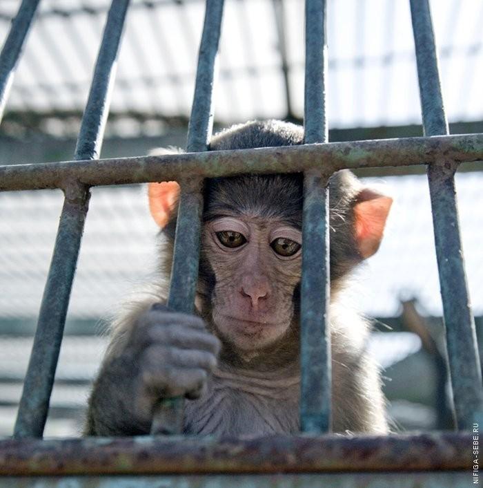 ЖЕЛАННЫЙ СОН.