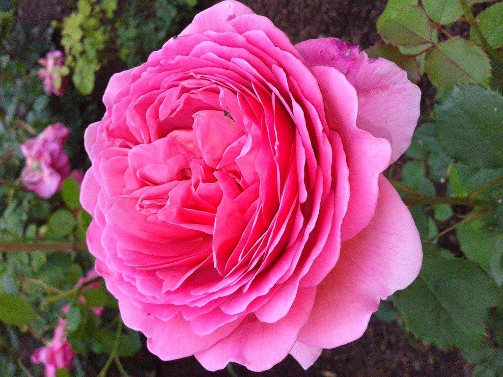 Свободное расписание