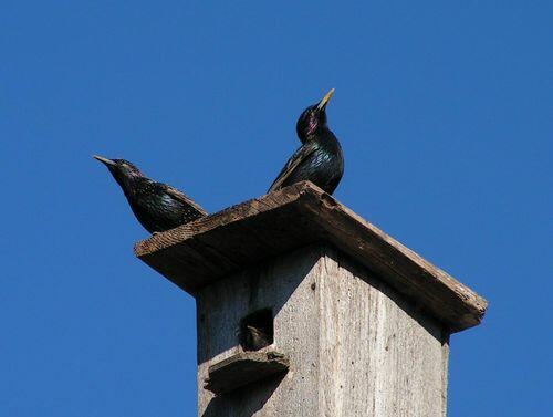 Черногрудые певцы