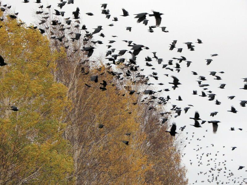 РАСШУМЕЛИСЬ СЕРЫЕ ВОРОНЫ