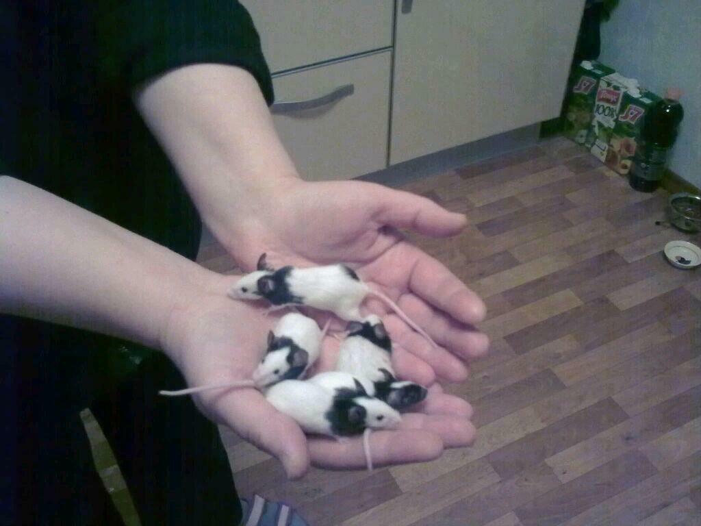 Рожала мышь