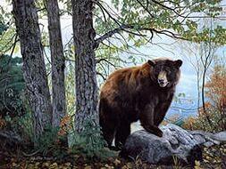 Медведь в лиановом лесу