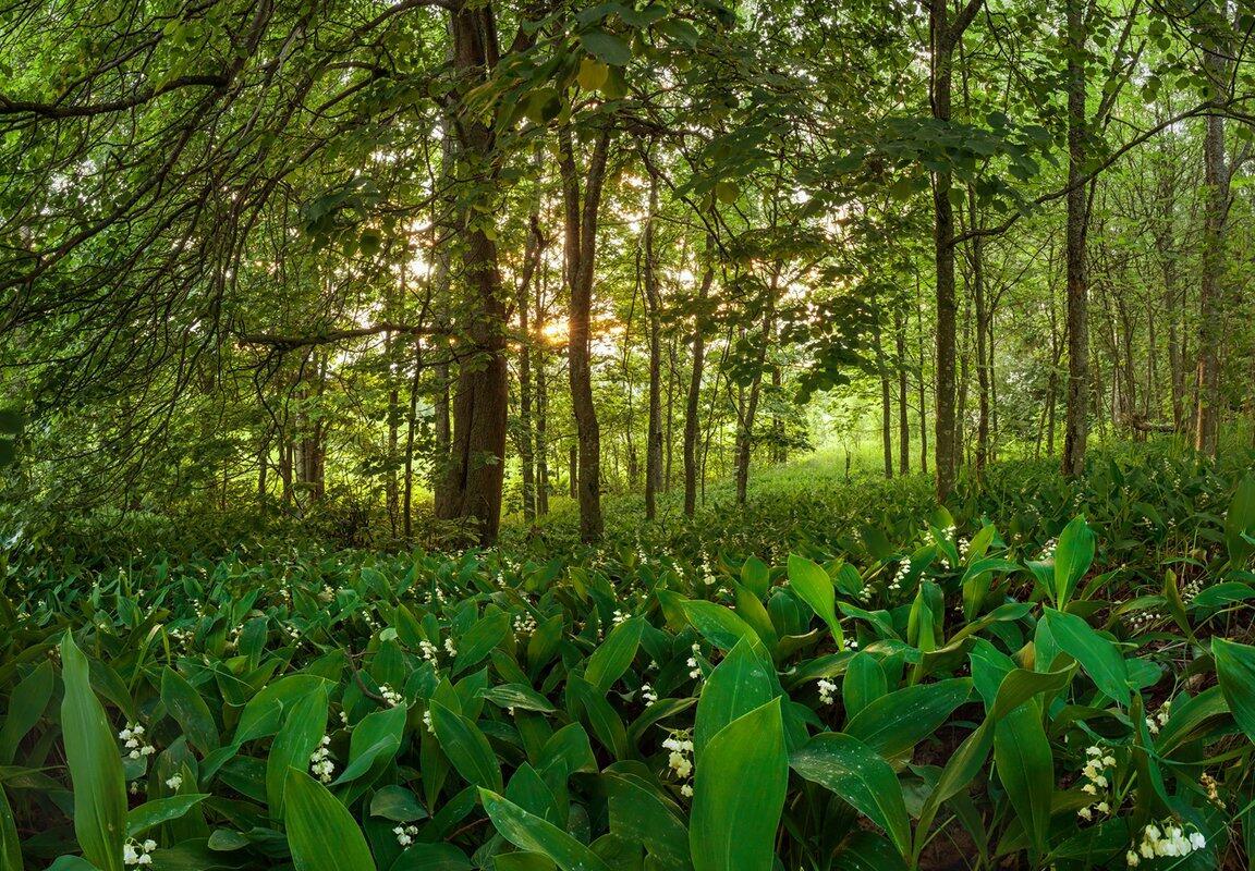 В майском лесу