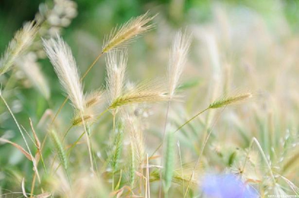Сладок так аромат уходящего лета